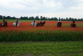 Szervál SE Lovarda – 4. kép