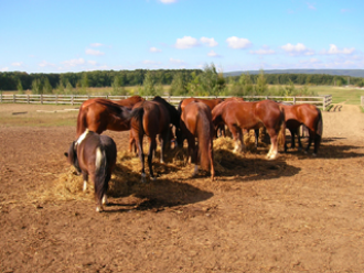 Payrits Ranch – 2. kép