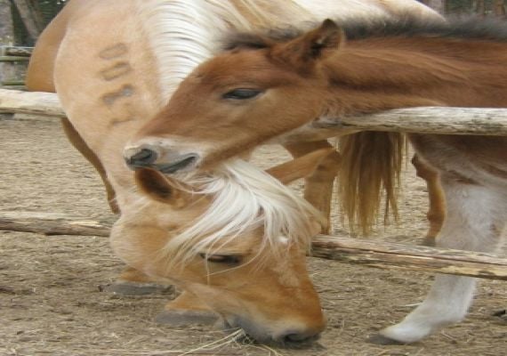 Pongrác Lovasudvar és Vendégház - Suttogó Lovas Közhasznú Egyesület