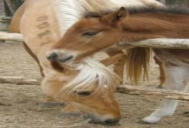 Pongrác Lovasudvar és Vendégház - Suttogó Lovas Közhasznú Egyesület