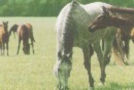 Bábolnai Arab Lovasfarm