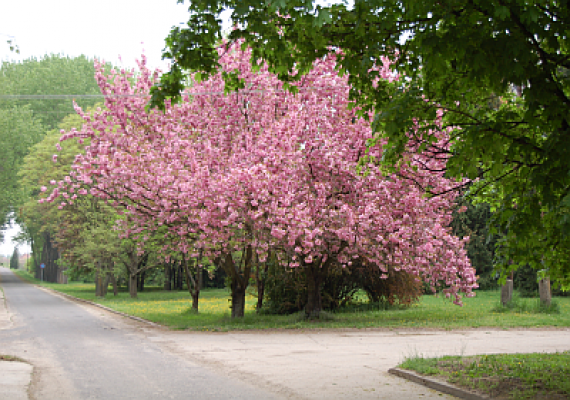 Szőlőfürt Szabadidőpark