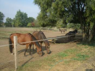 Óbester Park Szolgáltató Kft