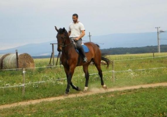Paci Joci Farm