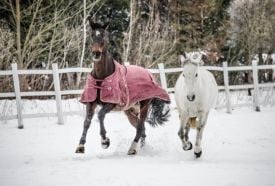 Merengő Lovasudvar – 3. kép
