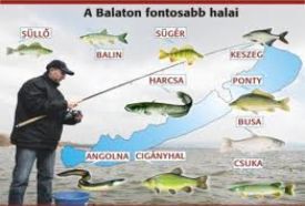 Balatoni horgászat – 2. kép