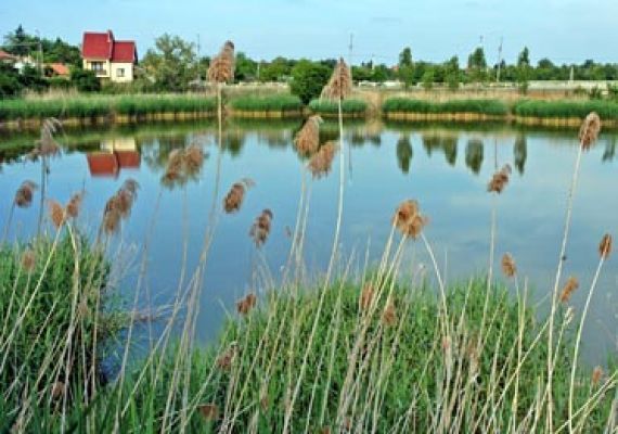Kórógy-tó