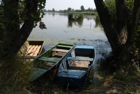Holt-Tisza