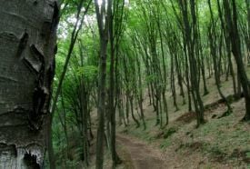 Vadászat az Aggteleki Nemzeti Parkban