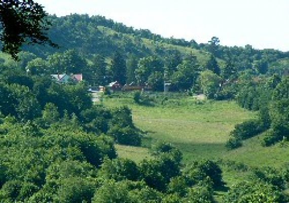 Kitömött Állatok és Fafaragványok és Ásványok