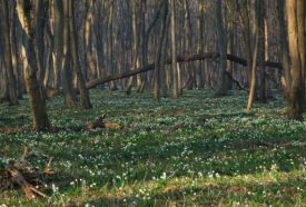 Tőzikés Dobogó Erdő – 3. kép