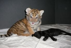 Magán Zoo – 4. kép