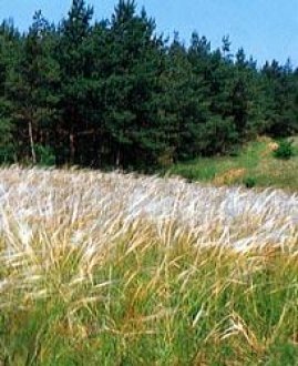 Bikácsi Ökör-hegy