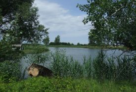 Csongrád Nagyréti Természetvédelmi Terület – 3. kép