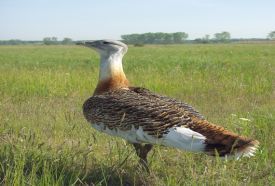 Körös-Maros Nemzeti Park Réhelyi Látogatóközpont – 2. kép