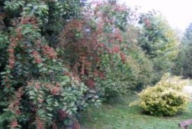 Irinyi Arborétum – 3. kép