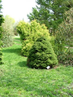 DE ATC Karcagi Kutatóintézet Arborétuma – 2. kép