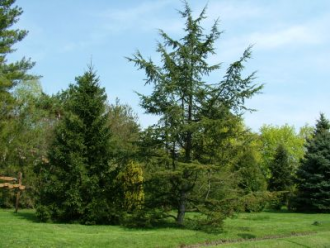 DE ATC Karcagi Kutatóintézet Arborétuma – 3. kép