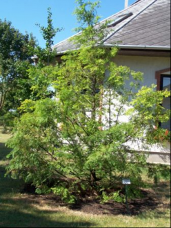 Szabadegyházi Arborétum