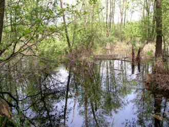 Ipolyszögi Égerláp