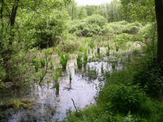 Ipolyszögi Égerláp – 2. kép