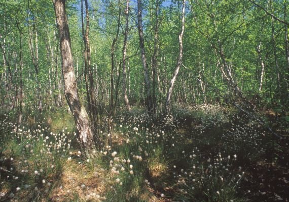 Keleméri Mohos - tavak Természetvédelmi  Terület