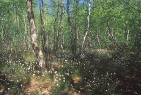 Keleméri Mohos - tavak Természetvédelmi  Terület