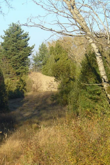 Bugaci ősborókás és homokbuckák