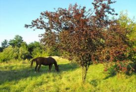Nyíri Arborétum – 4. kép