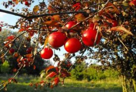 Nyíri Arborétum – 5. kép