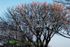 Petőházi Arborétum – 2. kép