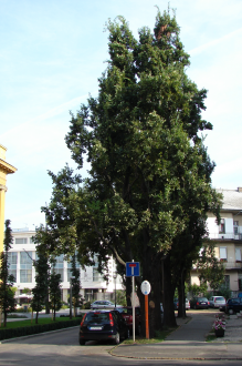 Déri téri piramistölgyek
