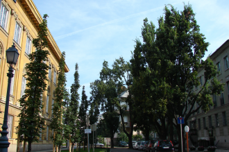 Déri téri piramistölgyek – 3. kép