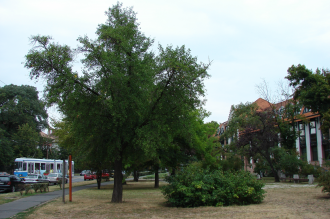 Páfrányfenyő