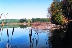 Ágneslaki Arborétum