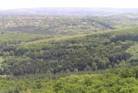 Alsóerdő – 2. kép