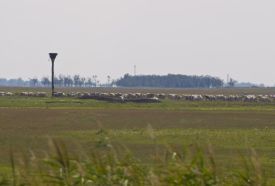 Felső-Kiskunsági Szikes Puszta - Réce Tanösvény