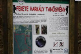 Fekete harkály-tanösvény – 3. kép