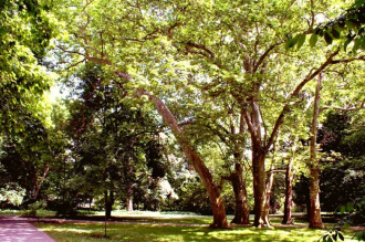 Batthyány-Montenuovo kastély park