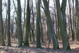 Milleneumi Emlékhársas – 2. kép