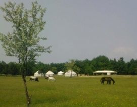 Ópusztaszeri Akhal Ménes – 3. kép