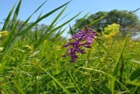 Orchideás rét - Újfehértó – 3. kép