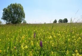 Orchideás rét - Újfehértó – 2. kép