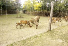 Pákozdi Pagony Vadaspark és Arborétum – 3. kép