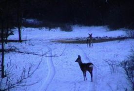 Rákóczi Vadásztársaság – 5. kép