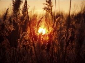 Sóstó természetvédelmi terület – 3. kép