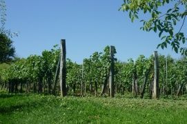 Szent Orbán szobor – 2. kép