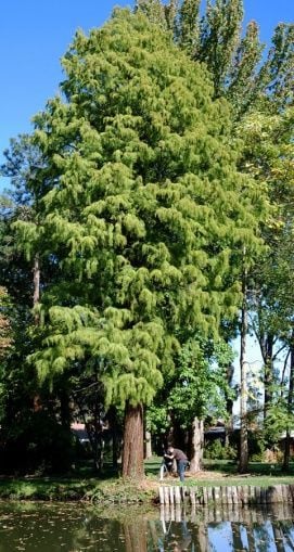 Kámoni Arborétum – 5. kép