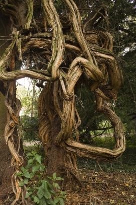 Kámoni Arborétum – 2. kép