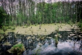 Tatai Fényes Tanösvény – 2. kép